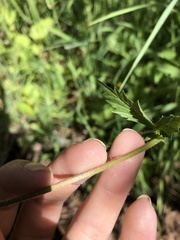Geum macrophyllum perincisum