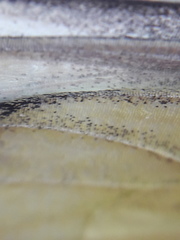Pieris