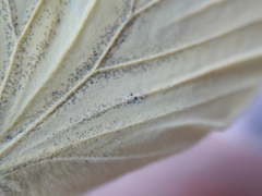 Pieris