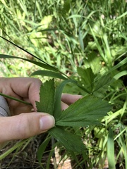 Geum macrophyllum perincisum