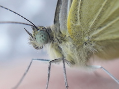 Pieris