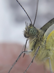 Pieris