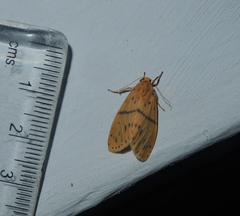 Miltochrista arcuata