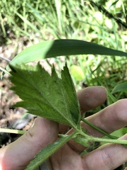 Geum macrophyllum perincisum
