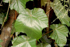 Pterospermum diversifolium