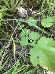 Geum macrophyllum perincisum