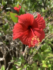 Hibiscus × archeri