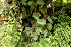 Pterospermum diversifolium