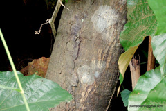 Pterospermum diversifolium