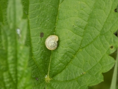 Fruticicola fruticum