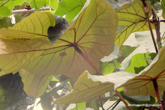 Pterospermum diversifolium