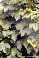 Pterospermum diversifolium