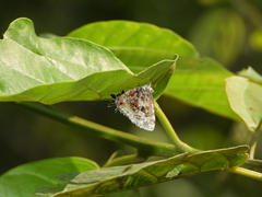 Catapaecilma major