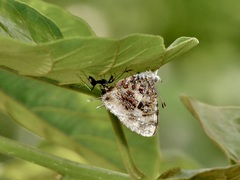 Catapaecilma major