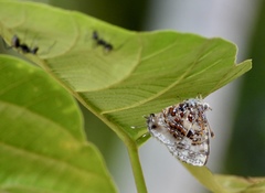 Catapaecilma major