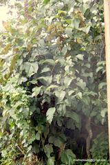 Pterospermum diversifolium