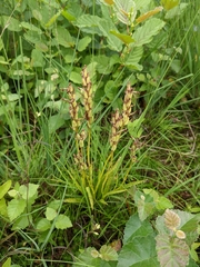 Dactylorhiza maculata