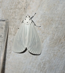 Neochera dominia