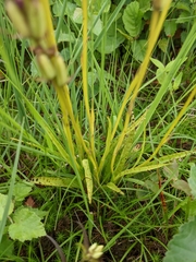 Dactylorhiza maculata