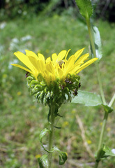Grindelia squarrosa