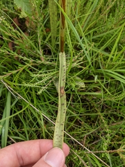 Dactylorhiza maculata
