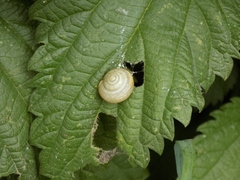 Fruticicola fruticum