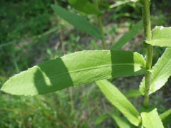 Grindelia squarrosa