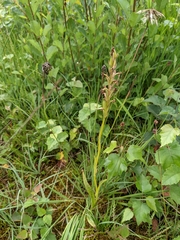 Dactylorhiza maculata