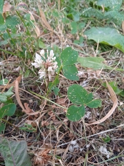 Trifolium repens
