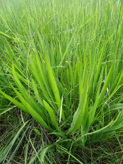 Scorzonera parviflora