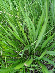 Scorzonera parviflora