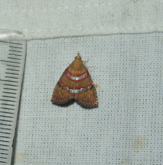 Nolasena ferrifervens