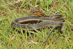 Thamnophis butleri