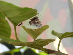 Catapaecilma major