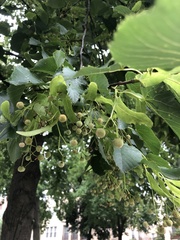 Tilia