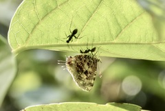 Catapaecilma major