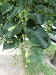 Tilia