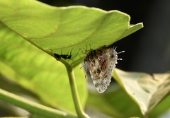 Catapaecilma major