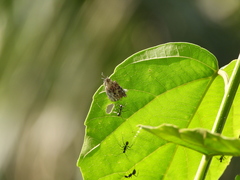 Catapaecilma major