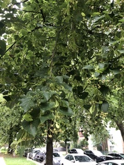 Tilia