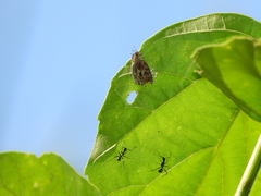 Catapaecilma major