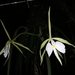 Epidendrum parkinsonianum - Photo (c) Victor De la Cruz, algunos derechos reservados (CC BY), subido por Victor De la Cruz