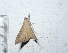 Oxyodes scrobiculata