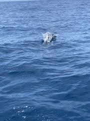 Stenella attenuata