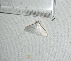 Palpita warrenalis