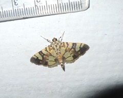 Pardomima