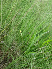 Scorzonera parviflora