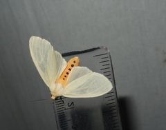 Pareuchaetes pseudoinsulata