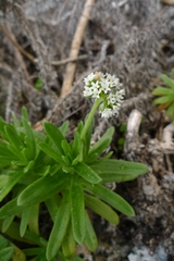 Heliotropium anomalum