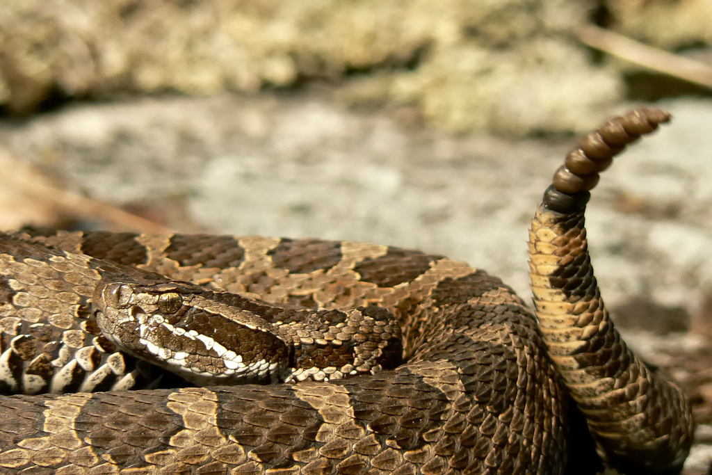 Massasauga In May 2008 By Josh Vandermeulen · Inaturalist